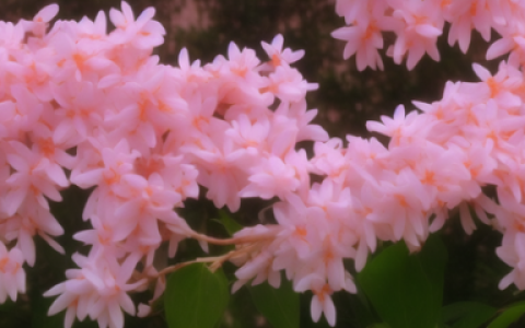 茉莉花什么养最好最旺 茉莉花养护技巧让它茁壮成长